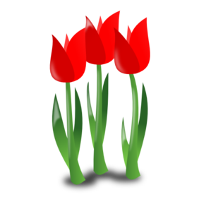 tulipany.png