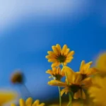 atostogos-siandien-geguzes-12-d-ko-negalite-padaryti-kas-turi.webp.webp