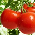 bendros-kepimo-sodos-nauda-pomidorams.webp.webp