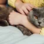 kaip-suprasti-kad-kate-jus-myli-ekspertas-ivardijo-5-mielus.webp.webp