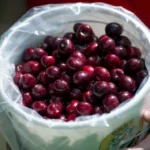 kaip-teisingai-laikyti-vysnias-veiksmingi-patarimai.webp.webp